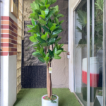 200cm Fiddle Tree