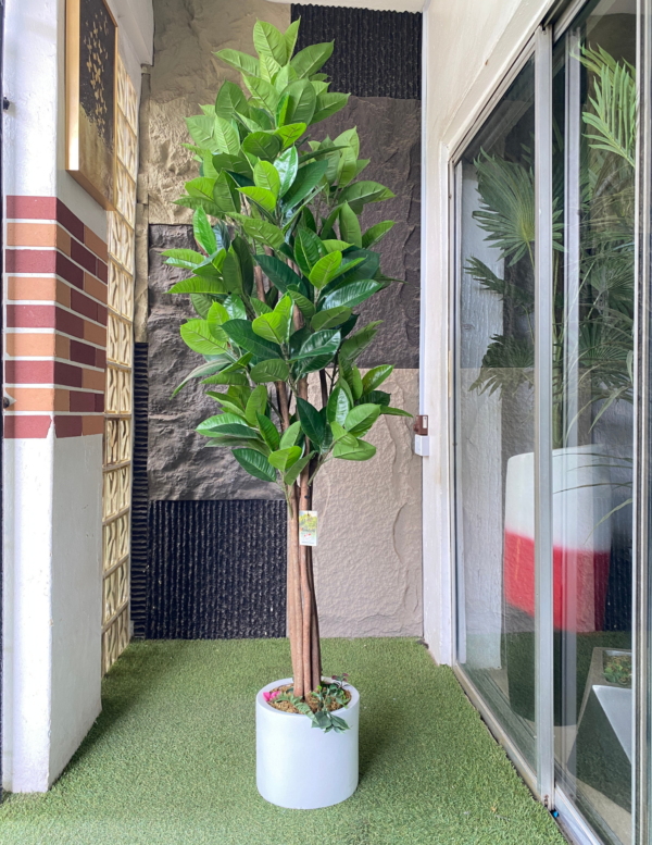 200cm Fiddle Tree