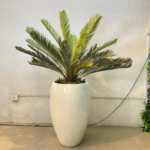 90cm Cycas Palm