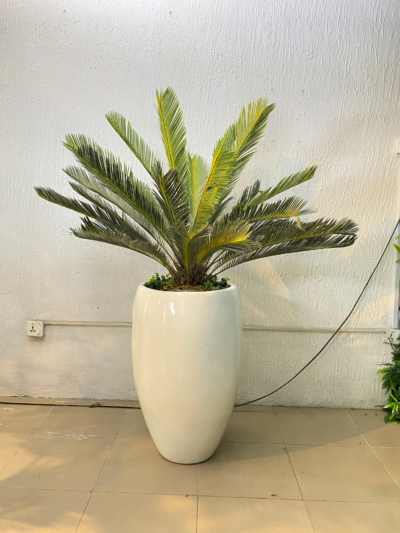 90cm Cycas Palm
