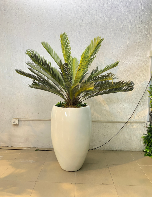 90cm Cycas Palm
