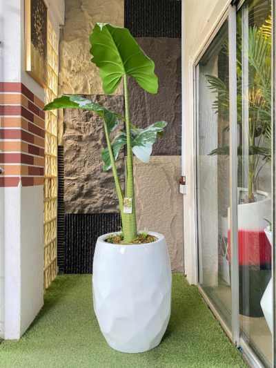 165CM ALOCASIA
