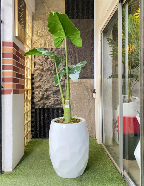 165CM ALOCASIA