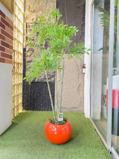 140CM ELM TREE