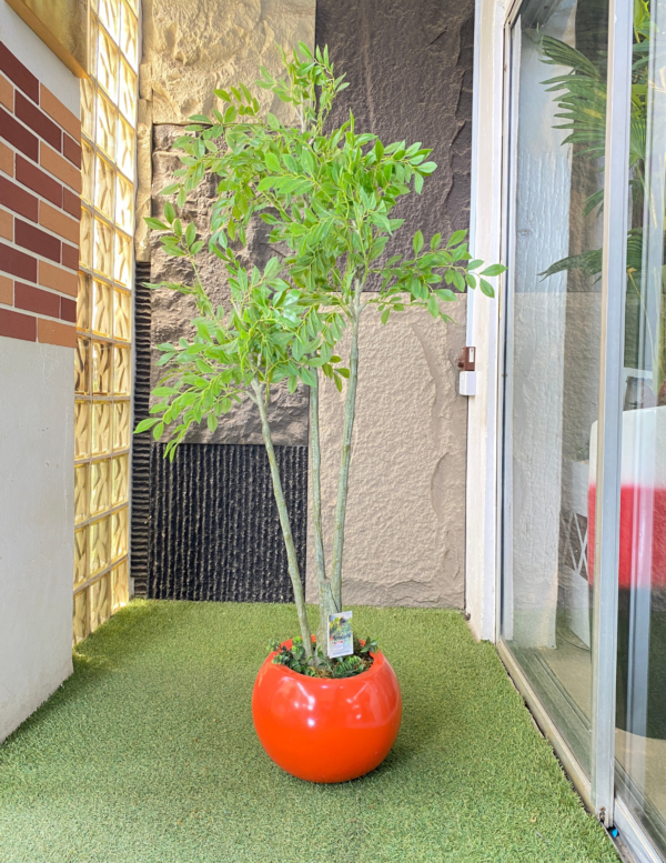 140CM ELM TREE