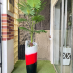 160cm Fan Palm