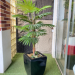 130cm Fan Palm