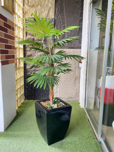 130cm Fan Palm