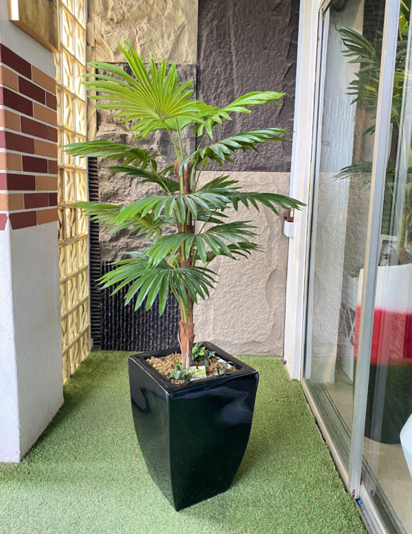 130cm Fan Palm