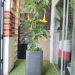 160cm Datura Plant