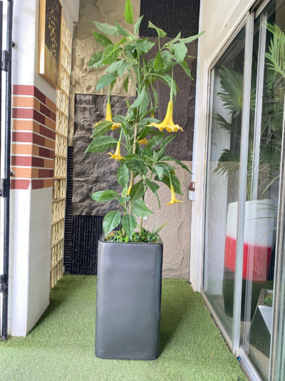 160cm Datura Plant