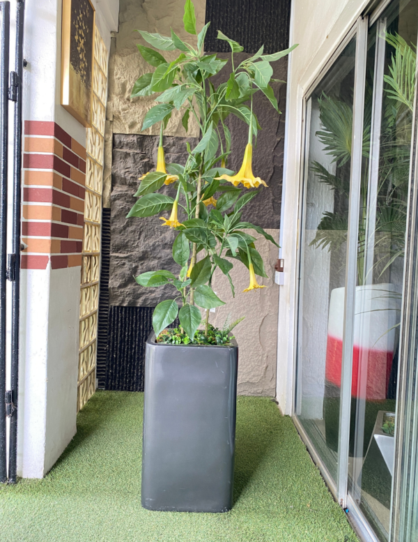 160cm Datura Plant