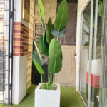 200CM BANANA PLANT