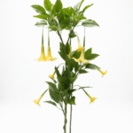 Artificial Datura Tree 160cm with 20 Flowers – Decorative Home Plant with 3 Branches