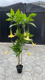Artificial Datura Tree