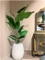Banana Plant in Egg Classic Vase