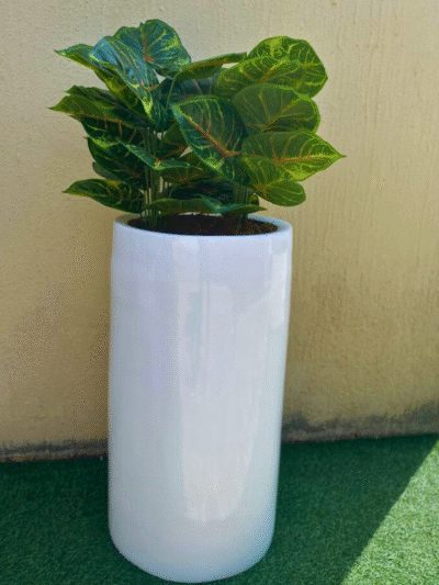 Faux Red Taro
