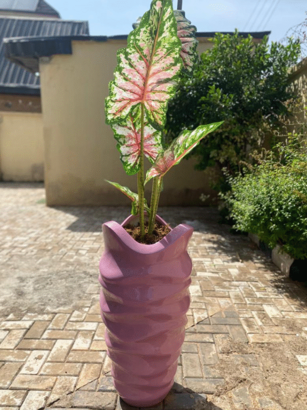 Faux Angel Wings Plant