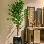 Slim Trunk Ficus