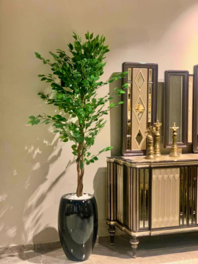 Slim Trunk Ficus