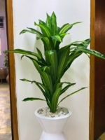Luxury Artificial Dracaena