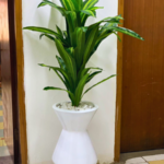 Artificial Dracaena Plant