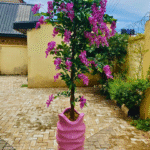 Wisteria in Periwinkle Vase