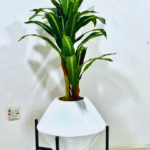 Artificial Dracaena Plant