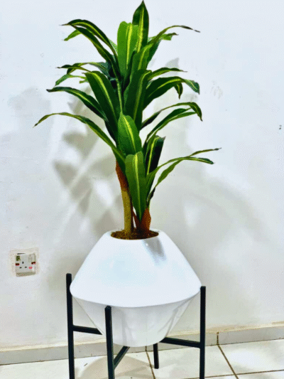 Artificial Dracaena Plant
