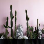 Cactus Landscaping Design