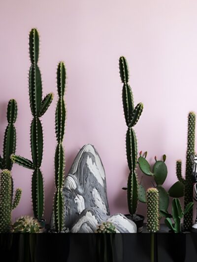 Cactus Landscaping Design