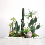 Cactus Landscaping Design