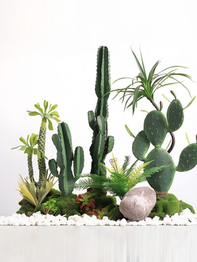 Cactus Landscaping Design