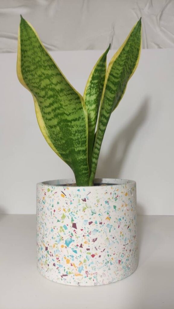 Resin vs Fiberglass Planter