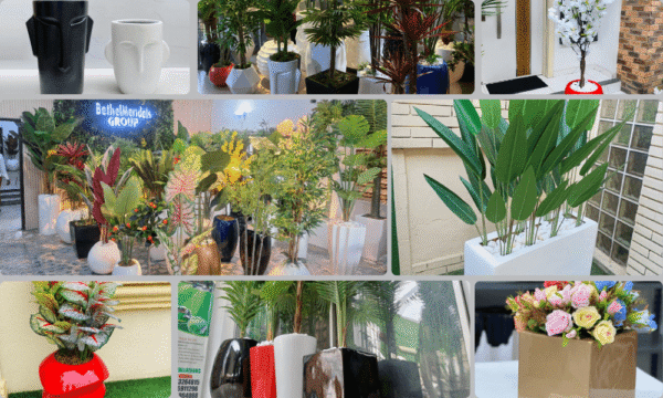 plant and vase combinations