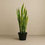 Artificial Snake Plant