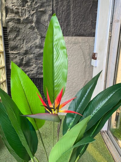 Three Stems Paradise Bird Plant