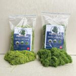 Premium Sponge Moss – 200g Decorative Natural Filler for Indoor Landscaping