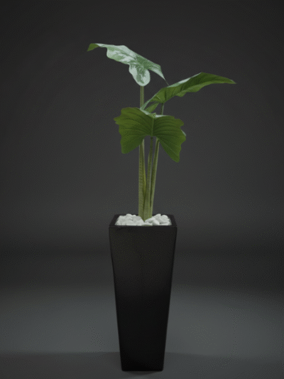 Elegant 2ft Tapered Vase with Alocasia Cucullata Plant Combo – Artificial Greenery for Modern Spaces