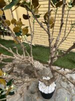 Artificial Bodhi Tree 200cm | Luxury Indoor Decorative Tree in Nigeria - Image 5