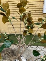 Artificial Bodhi Tree 150cm | Luxury Indoor Decorative Tree in Nigeria - Image 2