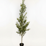 Artificial Olive Tree 180cm | Luxury Indoor Decorative Plant in Nigeria