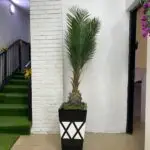 Artificial Skybird Plant 215cm–230cm in Rustic Cone Fiberglass Vase | Tall Indoor Décor Nigeria