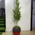 Artificial Olive Tree 200cm–215cm in Rustic Apple Fiberglass Vase | Luxury Indoor Plant Nigeria