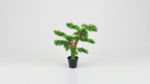 Artificial Bonsai Tree | Unique Decorative Bonsai Designs for Homes & Offices Nigeria - Image 6