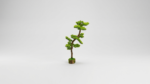 Artificial Bonsai Tree | Unique Decorative Bonsai Designs for Homes & Offices Nigeria - Image 9