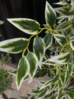 Artificial Variegated Ficus Tree 180cm | Big & Small Leaf - Image 4