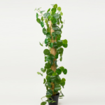 Artificial Monstera Creeping Plant 140cm | Lush Decorative Indoor Plant Nigeria