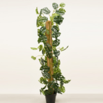 Artificial Monstera Creeping Plant 150cm | Lush Decorative Indoor Plant Nigeria