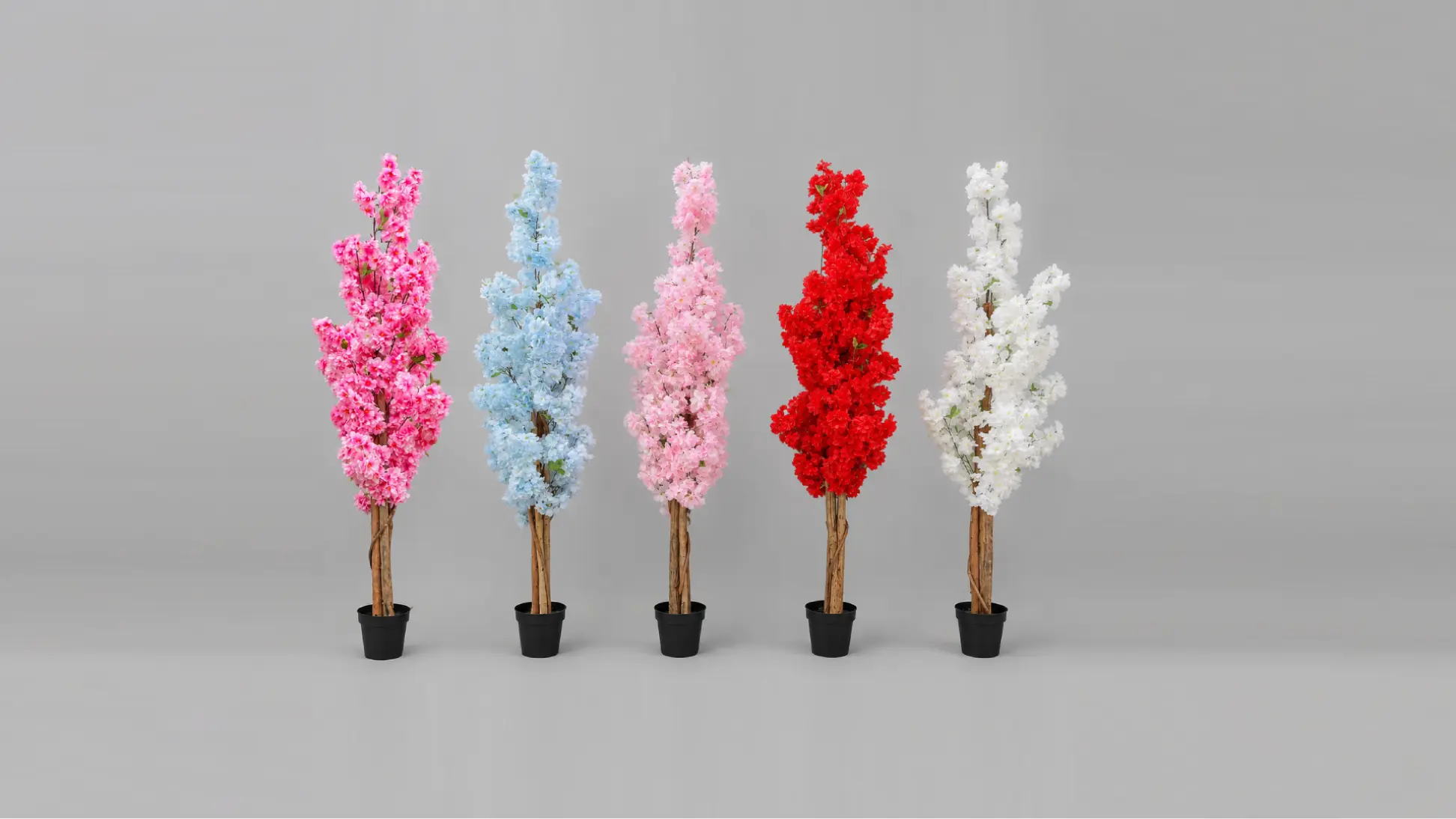Mendels Cherry Blossom Tree